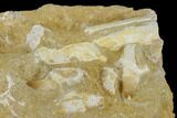 Fossil Mosasaur (Halisaurus) Jaw Section - Morocco #113837-3